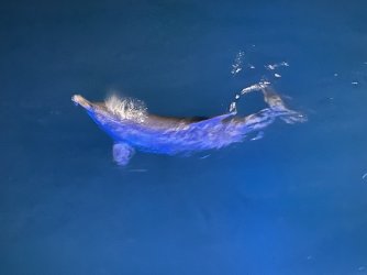 Cruise day 2 dolphins at night (9).JPG Cruise day 2 dolphins at night (9).JPG