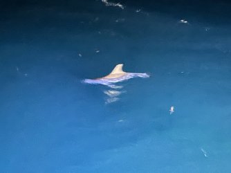 Cruise day 2 dolphins at night (12).JPG Cruise day 2 dolphins at night (12).JPG