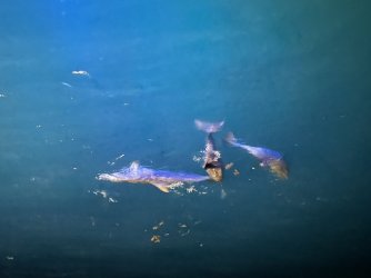 Cruise day 2 dolphins at night (4).JPG Cruise day 2 dolphins at night (4).JPG