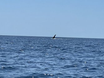 Cruise day 3 fishing (4).JPG Cruise day 3 fishing (4).JPG