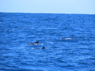 Cruise day 5 whales and dolphins (2).JPG Cruise day 5 whales and dolphins (2).JPG
