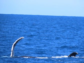 Cruise day 5 whales and dolphins (4).JPG Cruise day 5 whales and dolphins (4).JPG