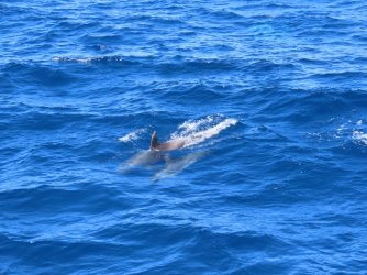 Cruise day 5 whales and dolphins (21).JPG Cruise day 5 whales and dolphins (21).JPG