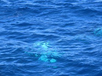 Cruise day 5 whales and dolphins (22).JPG Cruise day 5 whales and dolphins (22).JPG