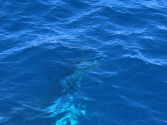 Cruise day 5 whales and dolphins (23).JPG Cruise day 5 whales and dolphins (23).JPG