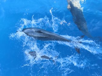 Cruise day 5 whales and dolphins (25).JPG Cruise day 5 whales and dolphins (25).JPG