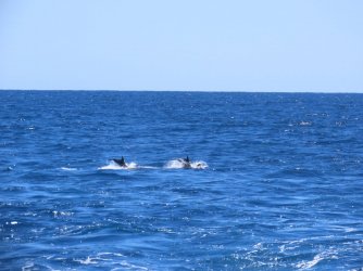 Cruise day 5 whales and dolphins (28).JPG Cruise day 5 whales and dolphins (28).JPG