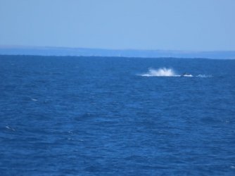 Cruise day 5 whales and dolphins (33).JPG Cruise day 5 whales and dolphins (33).JPG
