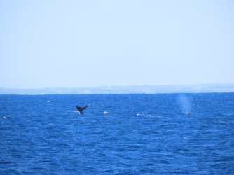 Cruise day 5 whales and dolphins (35).JPG Cruise day 5 whales and dolphins (35).JPG