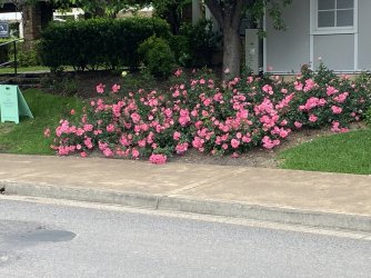 C885F01D-6537-428D-8016-D07A5E21951A.jpeg C885F01D-6537-428D-8016-D07A5E21951A.jpeg