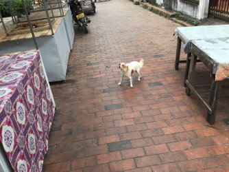 3A15FA3E-1F16-4876-B64C-486B578C8D52.jpeg 3A15FA3E-1F16-4876-B64C-486B578C8D52.jpeg