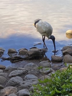 3F08533E-93E0-46CB-8B4A-F969F0B4A718.jpeg 3F08533E-93E0-46CB-8B4A-F969F0B4A718.jpeg