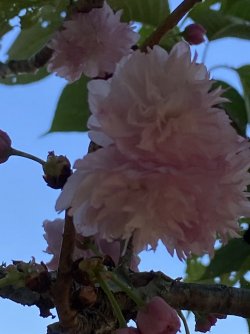 D775A937-7A24-4ADD-ACC8-067ED7130DE1.jpeg D775A937-7A24-4ADD-ACC8-067ED7130DE1.jpeg