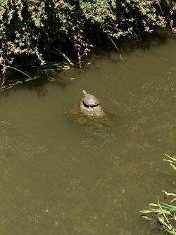 0DDE659F-06BA-4BC3-9C11-36D6192B0DA5.jpeg 0DDE659F-06BA-4BC3-9C11-36D6192B0DA5.jpeg