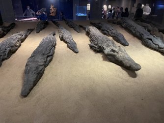 IMG_9785.JPG IMG_9785.JPG