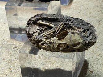 IMG_9790.JPG IMG_9790.JPG