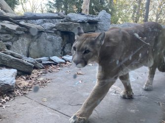 0BC63C23-759C-4BA6-89A6-DDCF62AAF549.jpeg 0BC63C23-759C-4BA6-89A6-DDCF62AAF549.jpeg