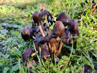 IMG_20221205_122736.jpg IMG_20221205_122736.jpg