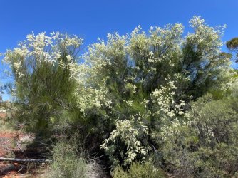 32174958-51C3-40F0-A36D-EDA77CD76699.jpeg 32174958-51C3-40F0-A36D-EDA77CD76699.jpeg