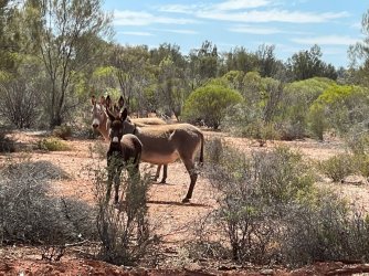 DEF87359-174C-420B-93C9-ED46DD13E01F.jpeg DEF87359-174C-420B-93C9-ED46DD13E01F.jpeg