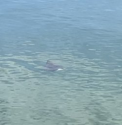 484C2563-FF58-4F5D-A437-CB96EAF00977.jpeg 484C2563-FF58-4F5D-A437-CB96EAF00977.jpeg