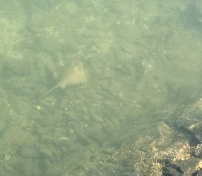 7BA5058E-C6CA-48E2-A27C-513EADE3ED36.jpeg 7BA5058E-C6CA-48E2-A27C-513EADE3ED36.jpeg