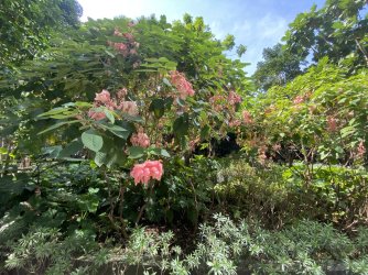 AB7B473A-374B-4E35-848B-A93BA95054B4.jpeg AB7B473A-374B-4E35-848B-A93BA95054B4.jpeg