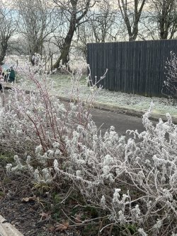 669D9D96-F2DF-41AB-BD85-12C94234D07F.jpeg 669D9D96-F2DF-41AB-BD85-12C94234D07F.jpeg