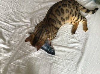 062B45B7-23CD-4753-A574-2EB0109DE9CA.jpeg 062B45B7-23CD-4753-A574-2EB0109DE9CA.jpeg