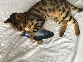 F78C7E7A-CCB4-4075-A68C-308285636112.jpeg F78C7E7A-CCB4-4075-A68C-308285636112.jpeg