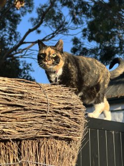 IMG_2922.JPG IMG_2922.JPG