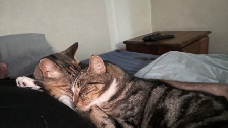 35016333-D955-4B14-ADC0-0C97CCF6E0E8.jpeg 35016333-D955-4B14-ADC0-0C97CCF6E0E8.jpeg