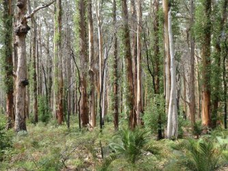 boranup1.JPG boranup1.JPG