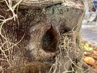 25709AB7-7074-478D-862B-C1BB3D44E1D7.jpeg 25709AB7-7074-478D-862B-C1BB3D44E1D7.jpeg