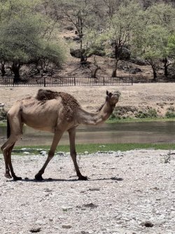 FullSizeRender.jpeg FullSizeRender.jpeg