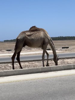 FullSizeRender.jpeg FullSizeRender.jpeg