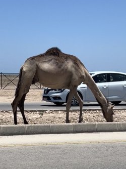 FullSizeRender.jpeg FullSizeRender.jpeg