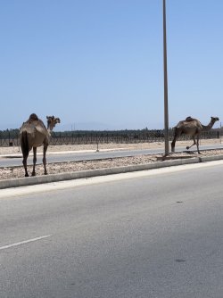 FullSizeRender.jpeg FullSizeRender.jpeg