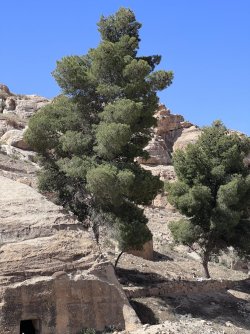 IMG_3651.jpeg IMG_3651.jpeg