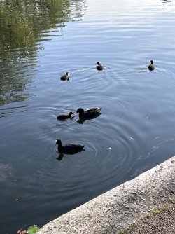 IMG_4611.jpeg IMG_4611.jpeg