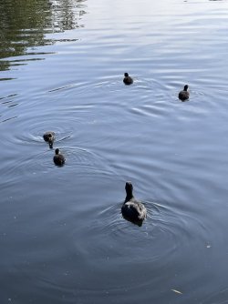 IMG_4612.jpeg IMG_4612.jpeg