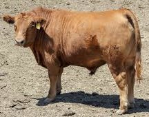 IMG_0565.jpeg IMG_0565.jpeg