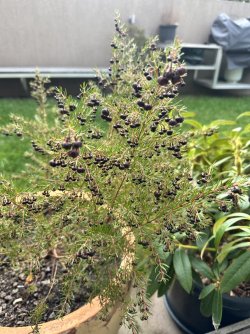 IMG_4315.jpeg IMG_4315.jpeg