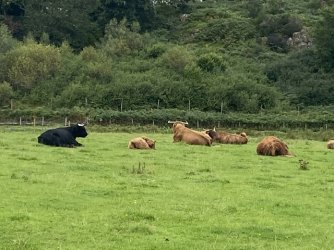 IMG_2489.jpeg IMG_2489.jpeg