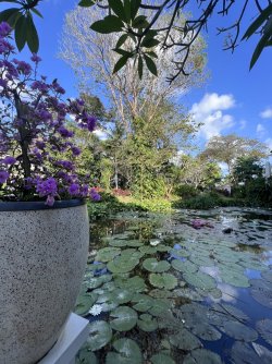 IMG_4970.jpeg IMG_4970.jpeg