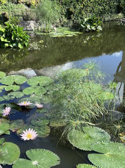 IMG_4974.jpeg IMG_4974.jpeg