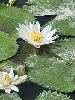 IMG_5027.jpeg IMG_5027.jpeg