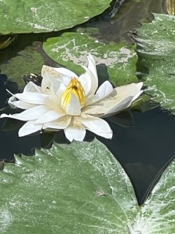 IMG_5028.jpeg IMG_5028.jpeg