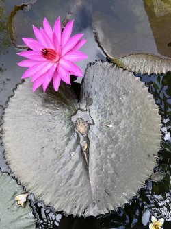 IMG_5029.jpeg IMG_5029.jpeg