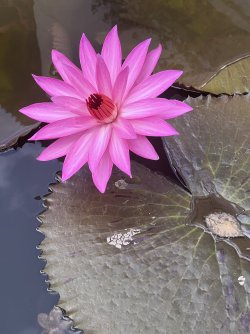 IMG_5030.jpeg IMG_5030.jpeg